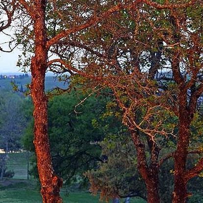 A tree with a red bark is in the middle of a forest.