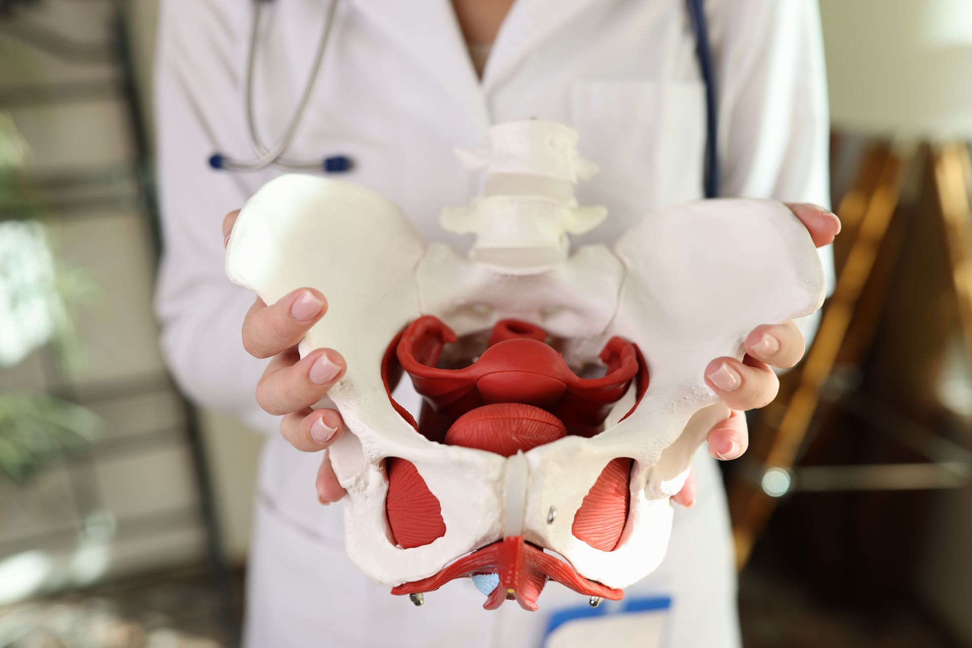 A doctor is holding a model of the pelvis.