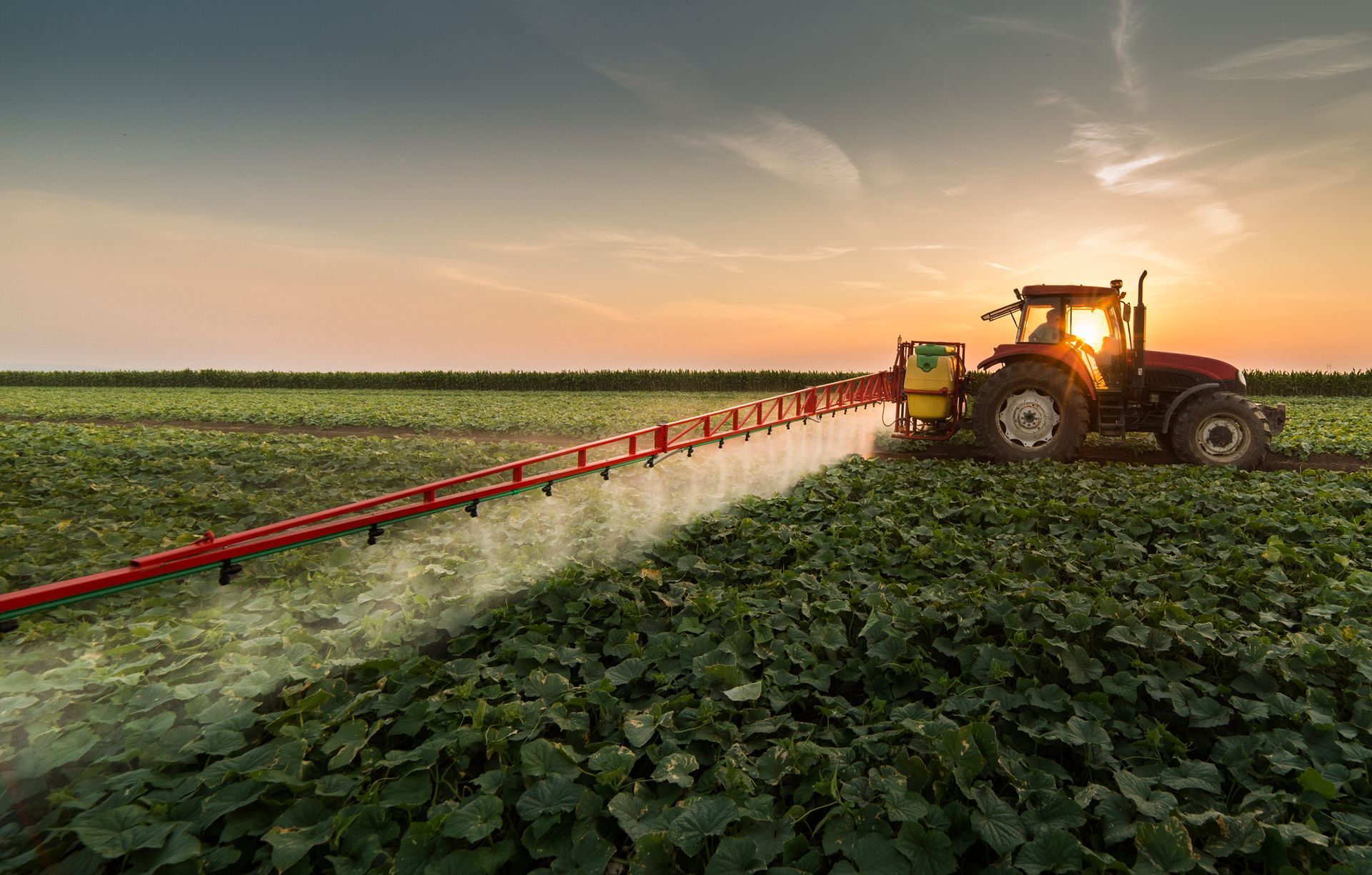 Un tractor rocía cultivos en un campo al atardecer; el sol brilla a través del líquido rociado, iluminando la escena.