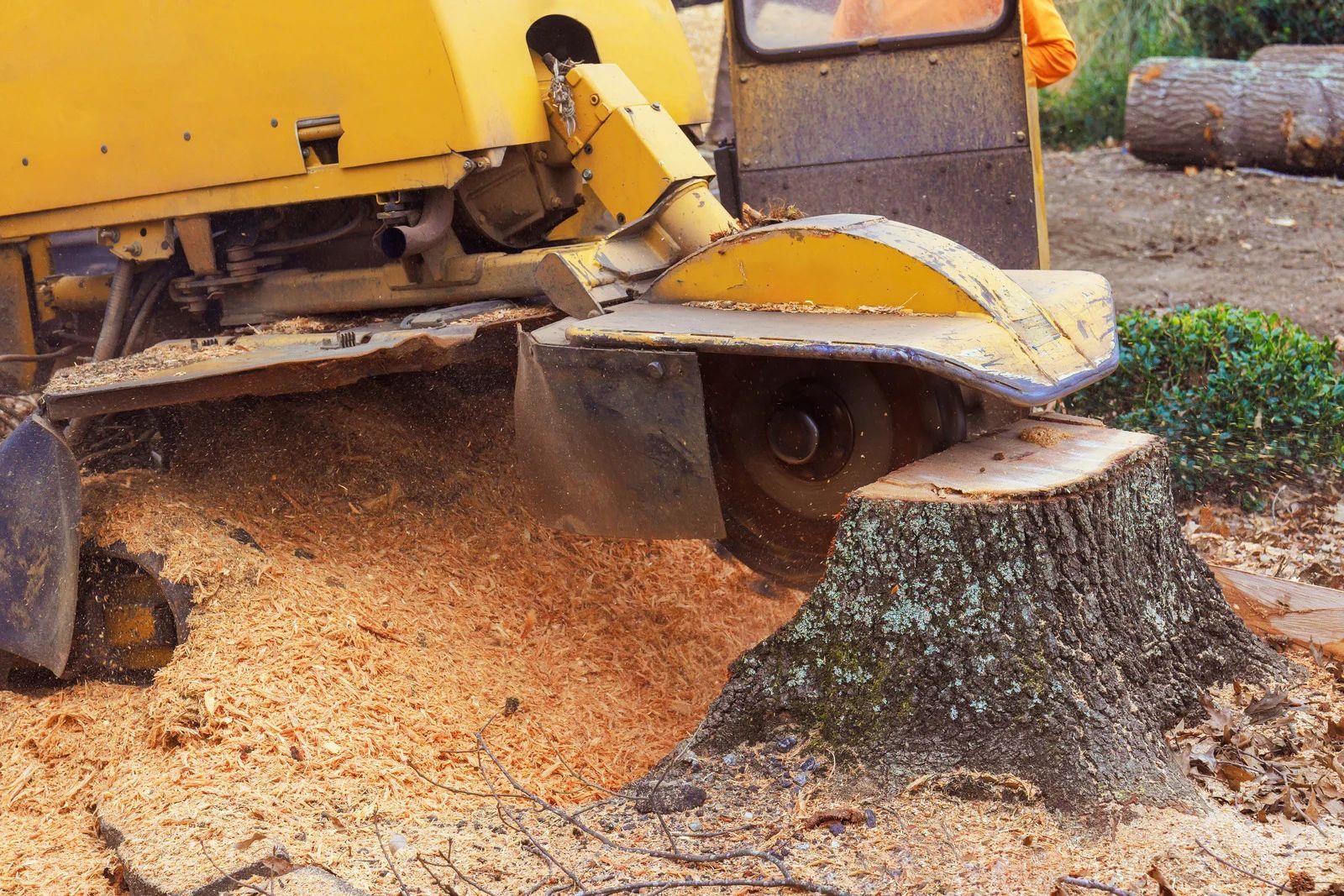 Yellow stump grinder pulverizing a tree stump into wood chips outdoors.