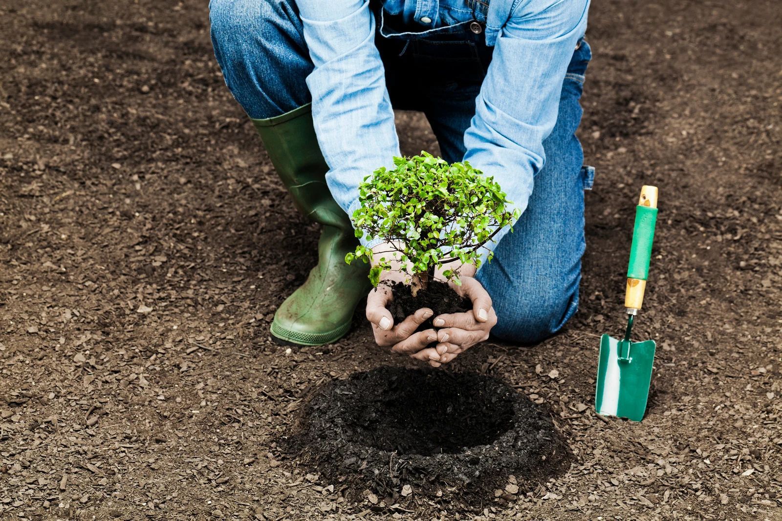 Person kneeling, planting seedling in a garden. Holding soil, wearing blue jeans and green boots.