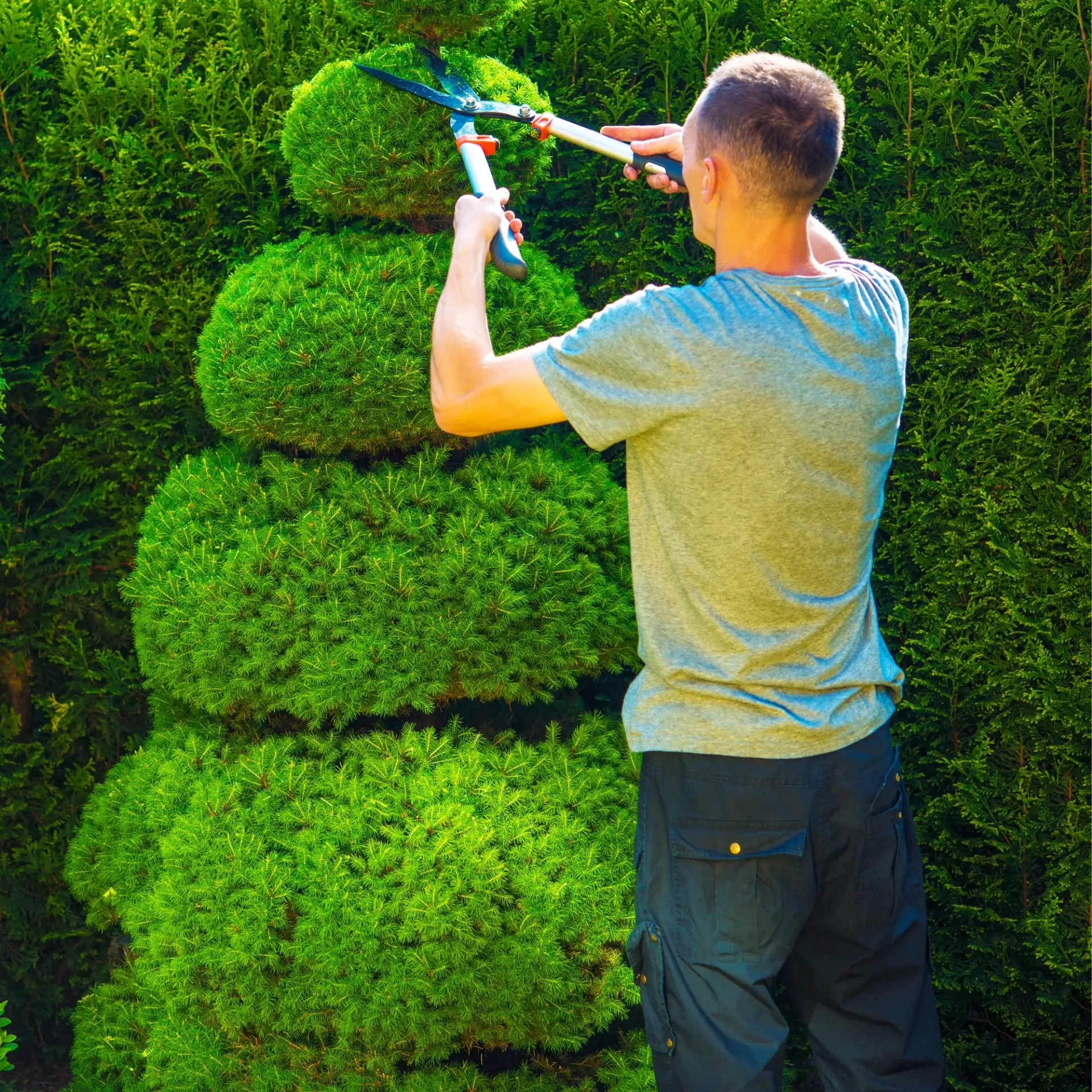 Brothers Landscaping - A man is trimming a hedge with a pair of scissors