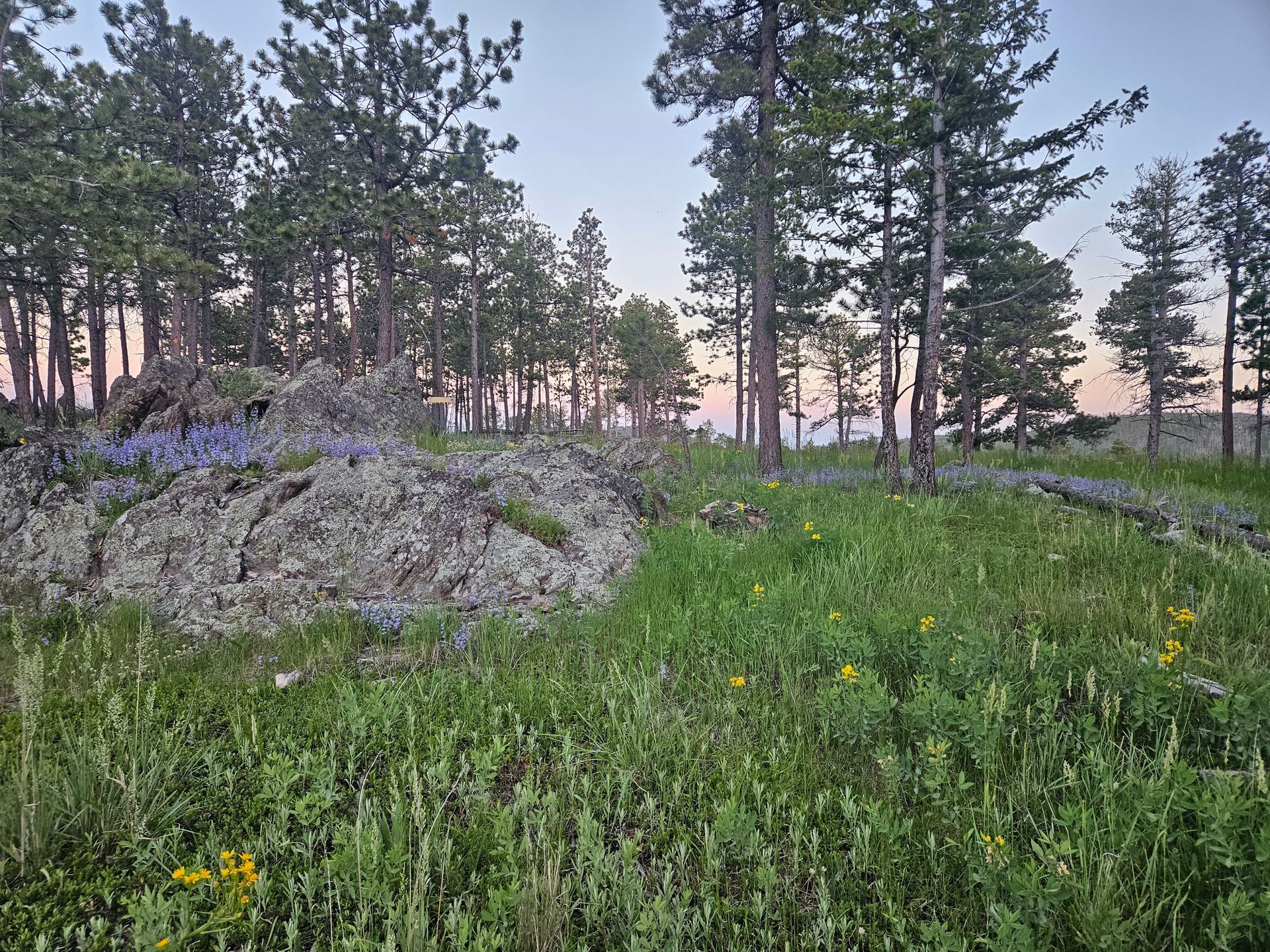 Grassy field with wildflowers, rocky boulder, trees in the background