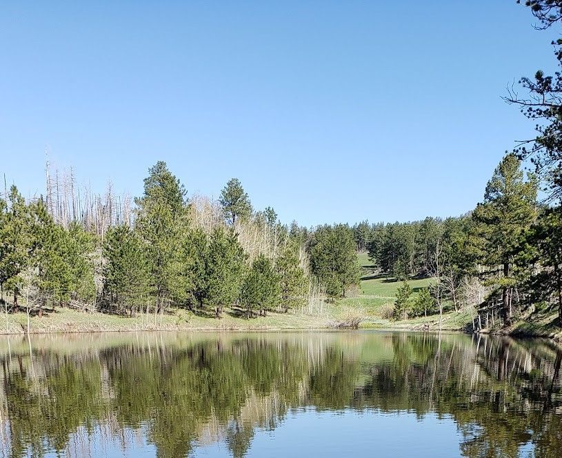 Blue sky and pine trees reflected in pond's water.