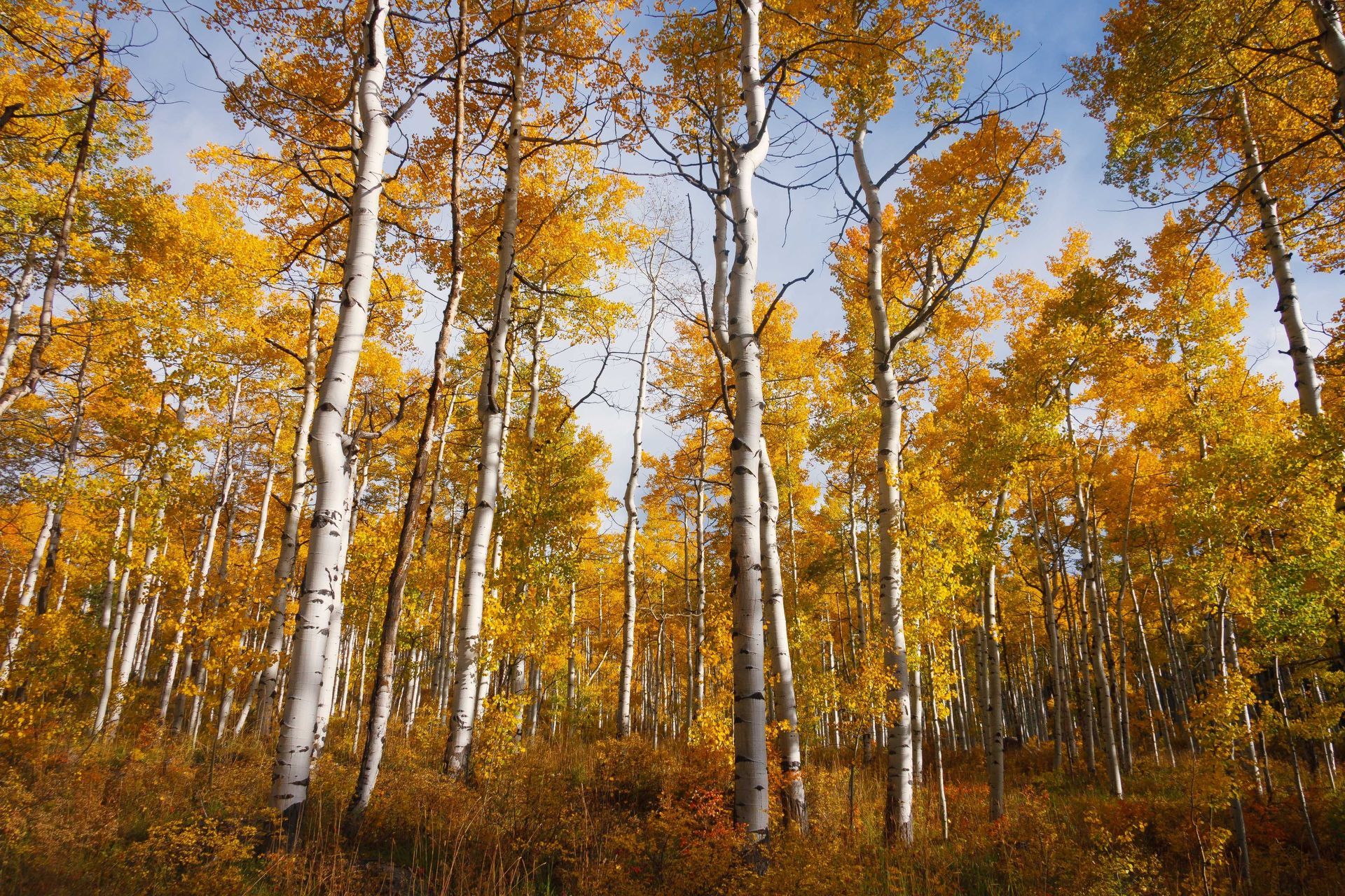 Aspen trees with golden leaves.