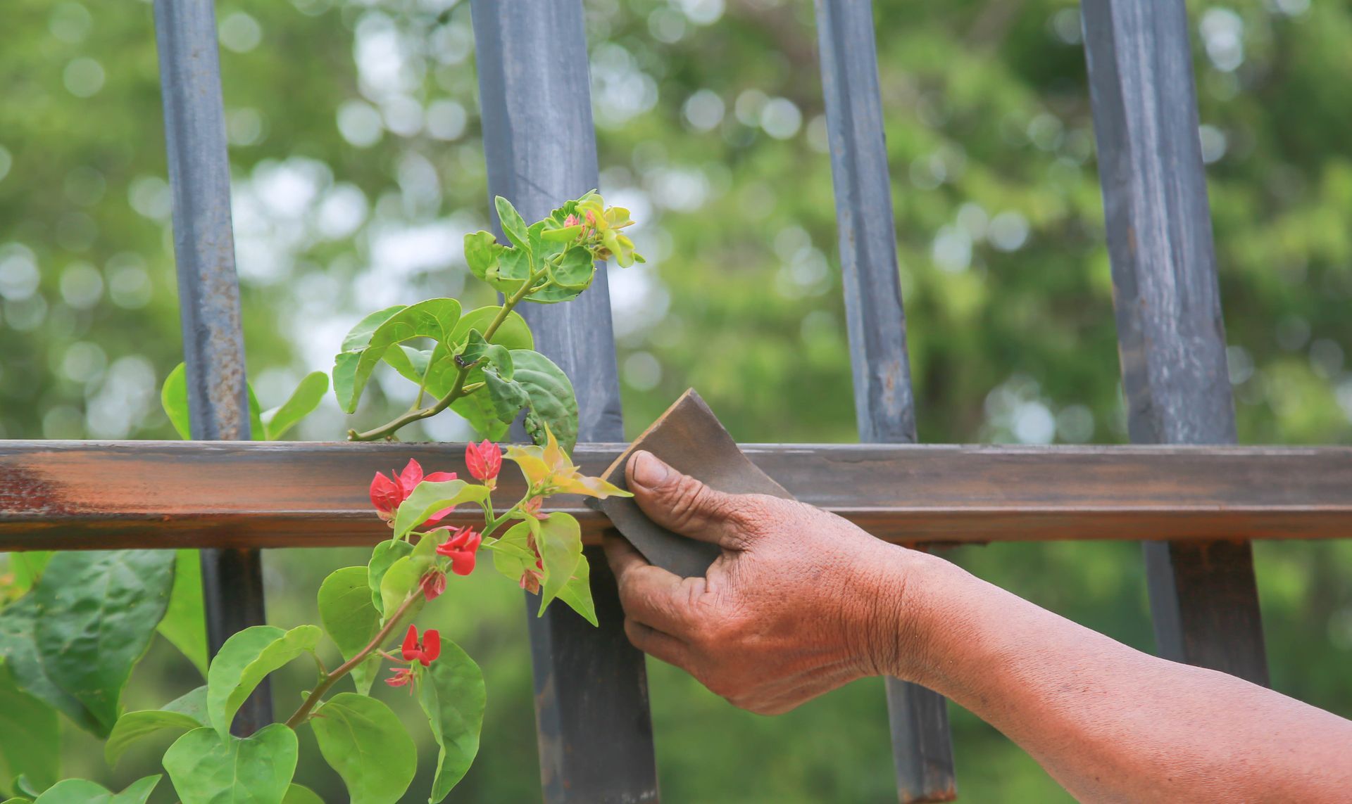 Person sanding metal railing with green leaves and red flowers growing through