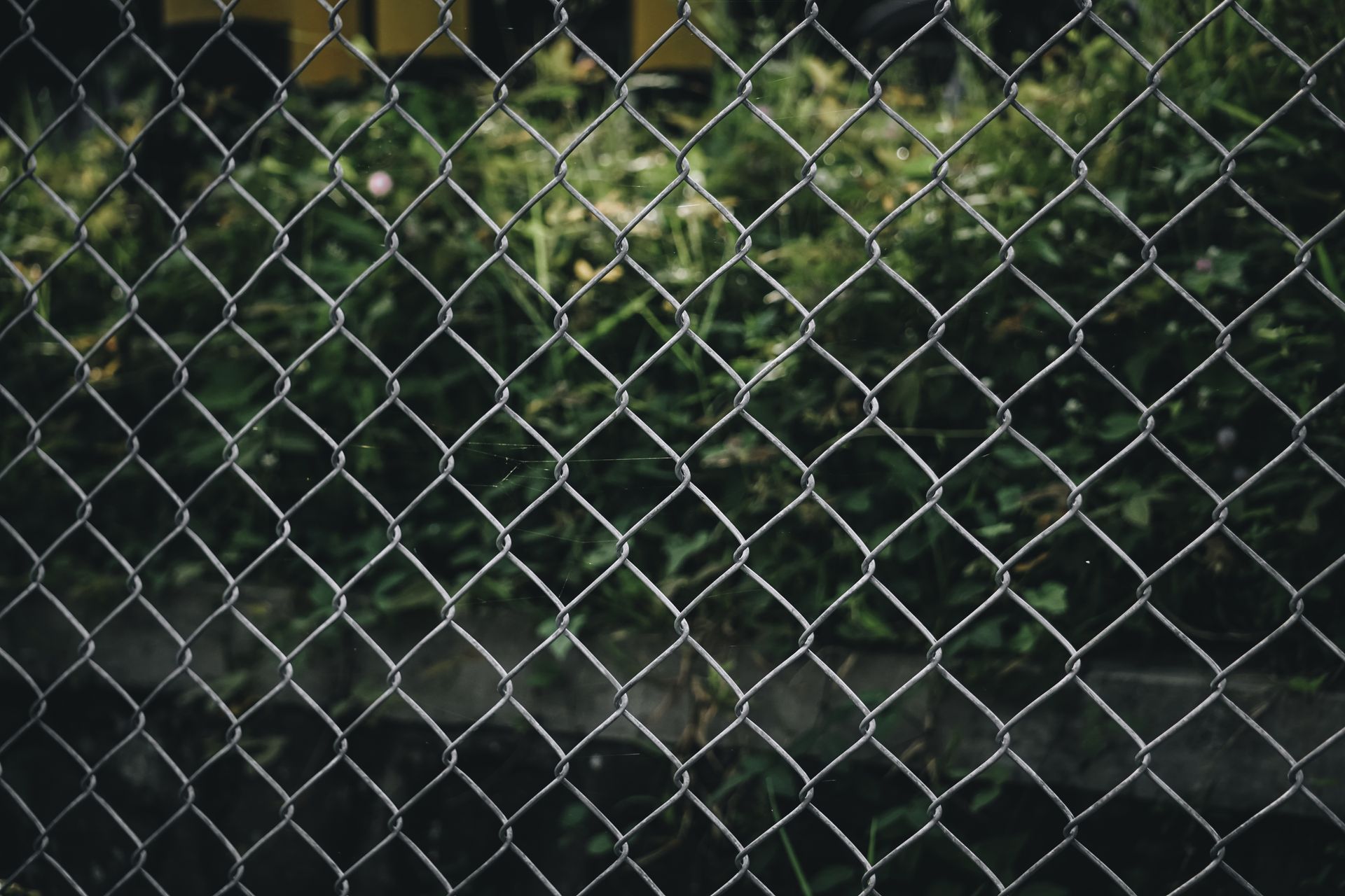 Chain-link fence in front of blurry green foliage