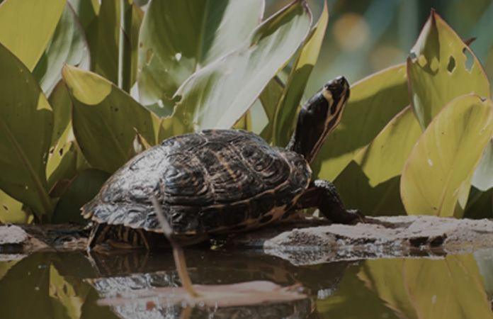 A turtle is sitting on a rock in the water.