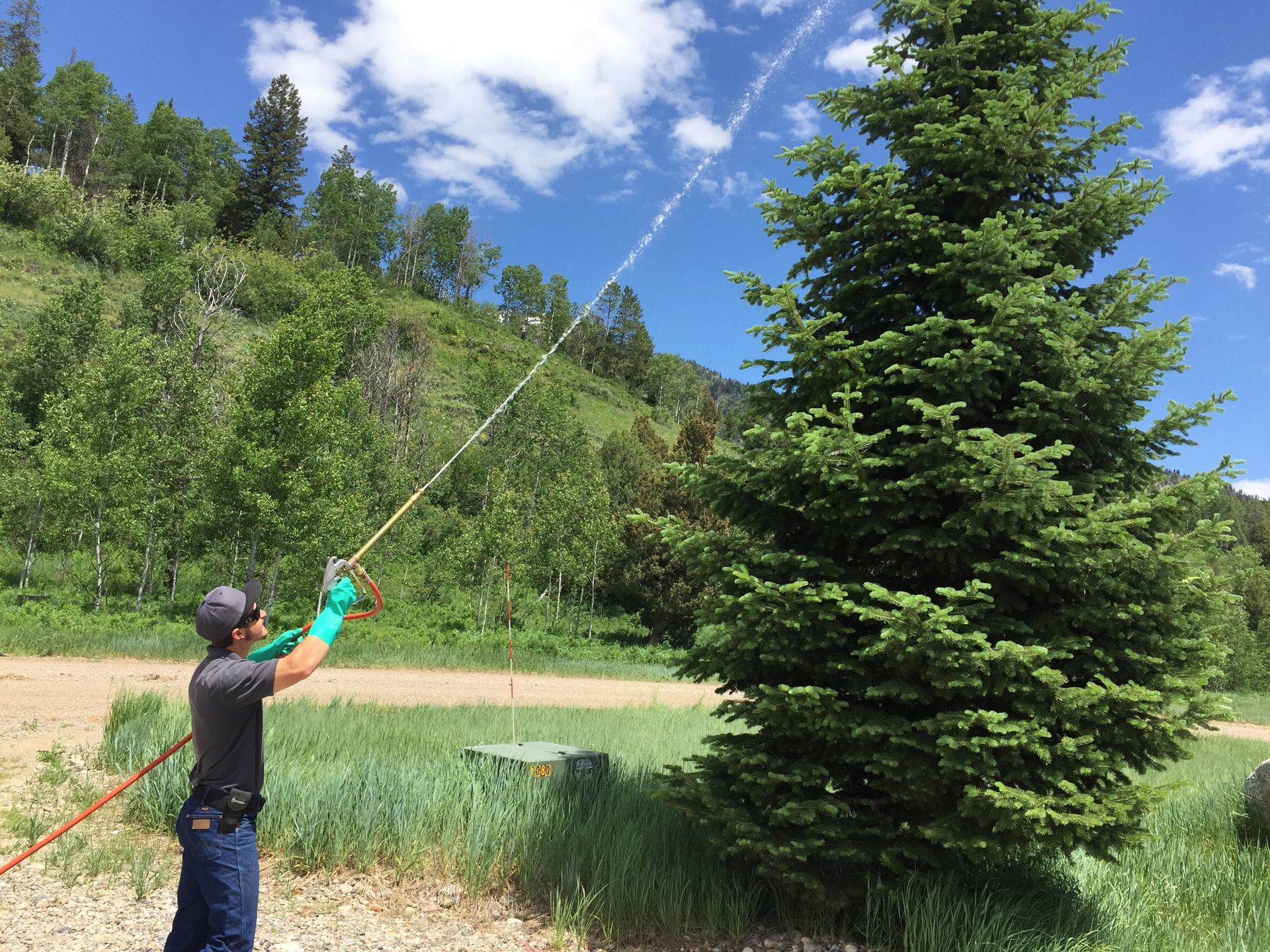 tree spraying services on a pine tree