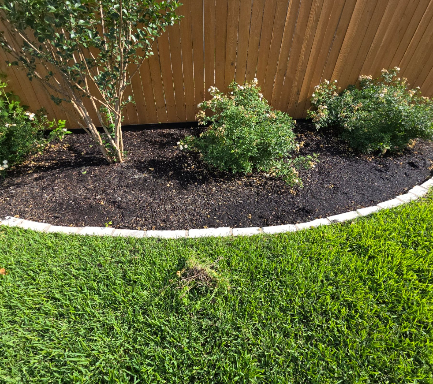 Landscaped garden bed with shrubs, mulch, and a wooden fence beside a green lawn