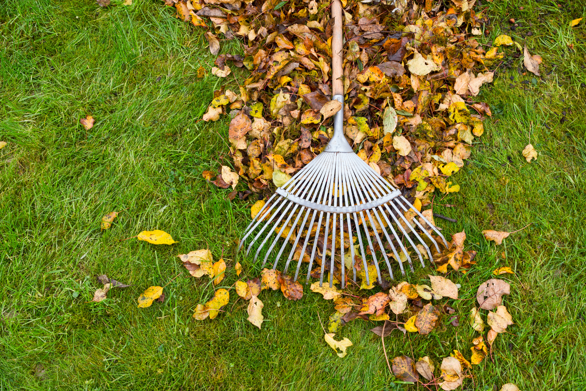 A garden rake gathers fallen autumn leaves on green grass.