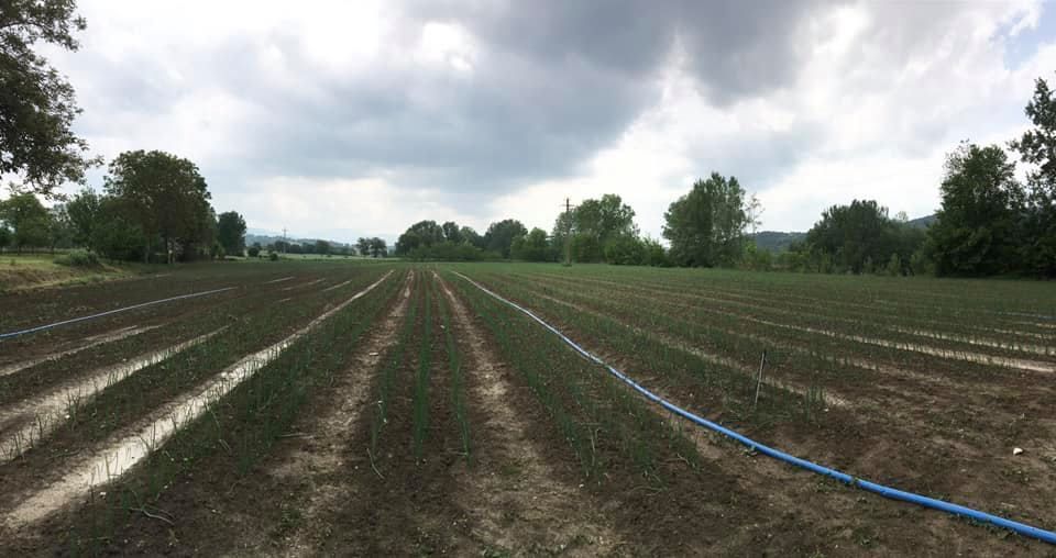 Coltivazione biologica