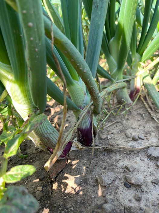 Produzione e vendita cipollotti freschi