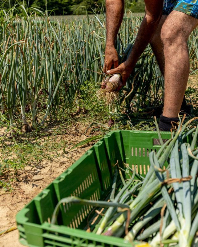 Vendita e produzione cipollotti