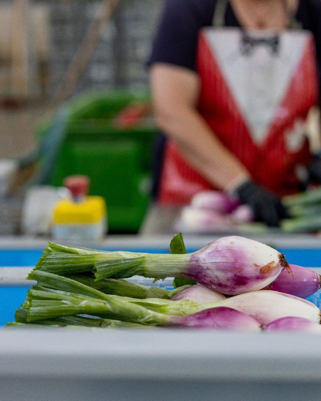 Coltivazione cipollotti
