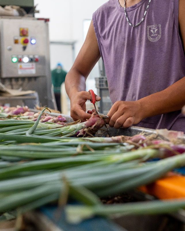 Vendita e produzione cipollotto