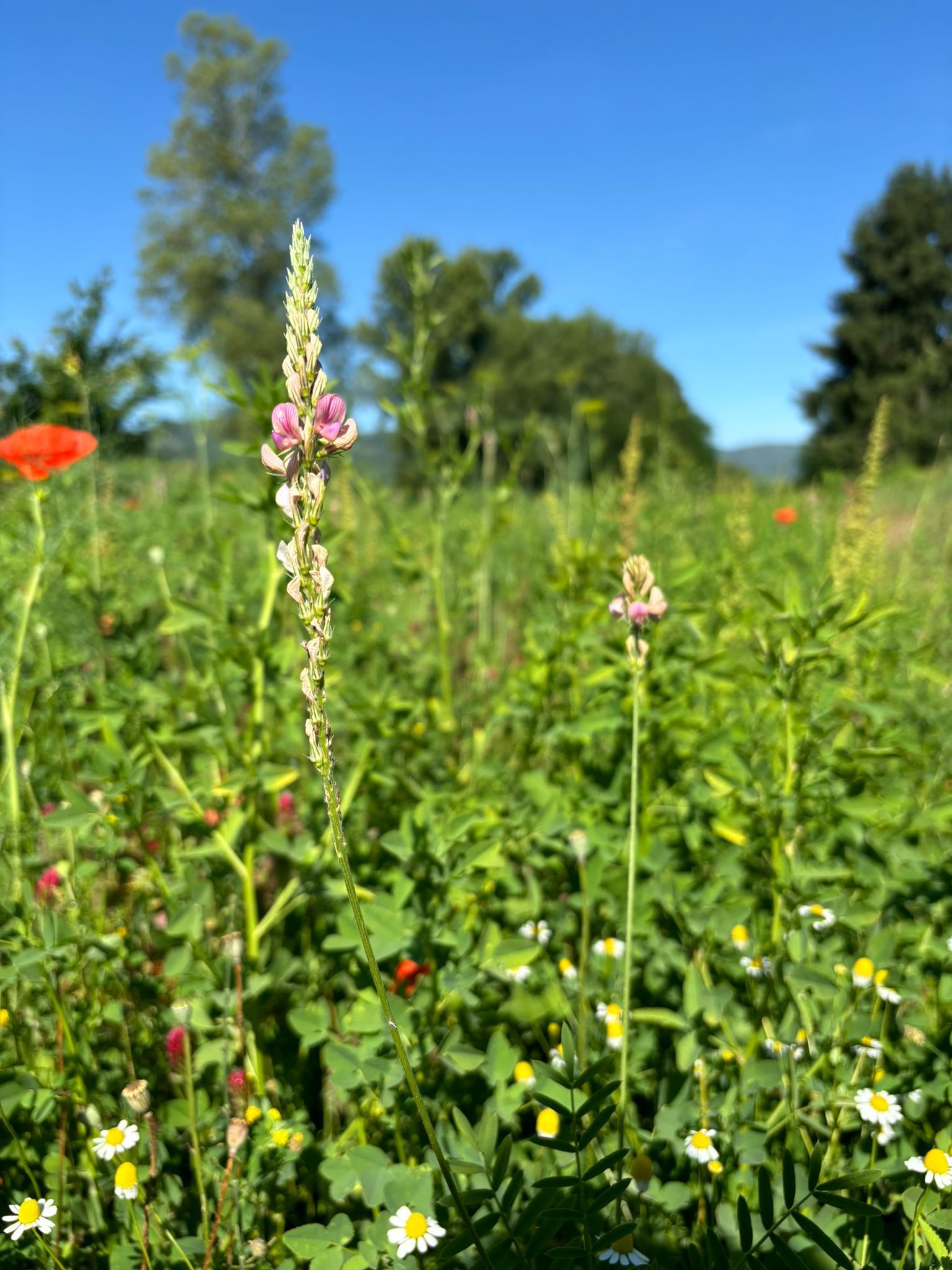 Agricoltura biologica