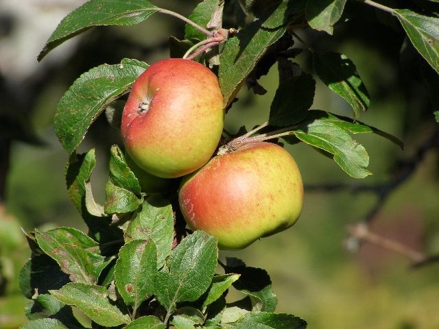Coltivazione biologica