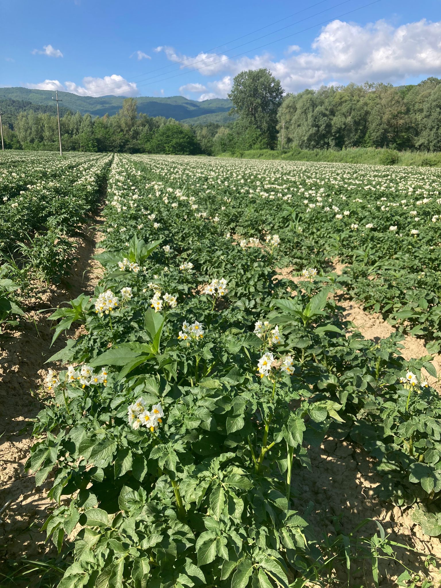 Vendita e produzione di patate viola