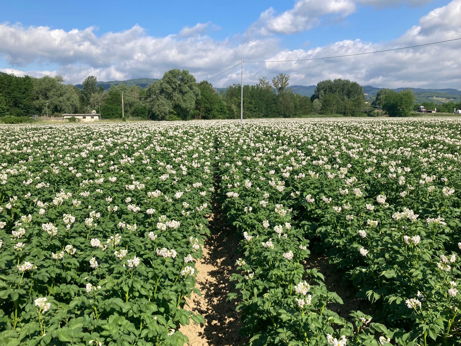 Coltivazione biologica