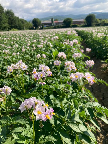 Coltivazione e vendita patate viola