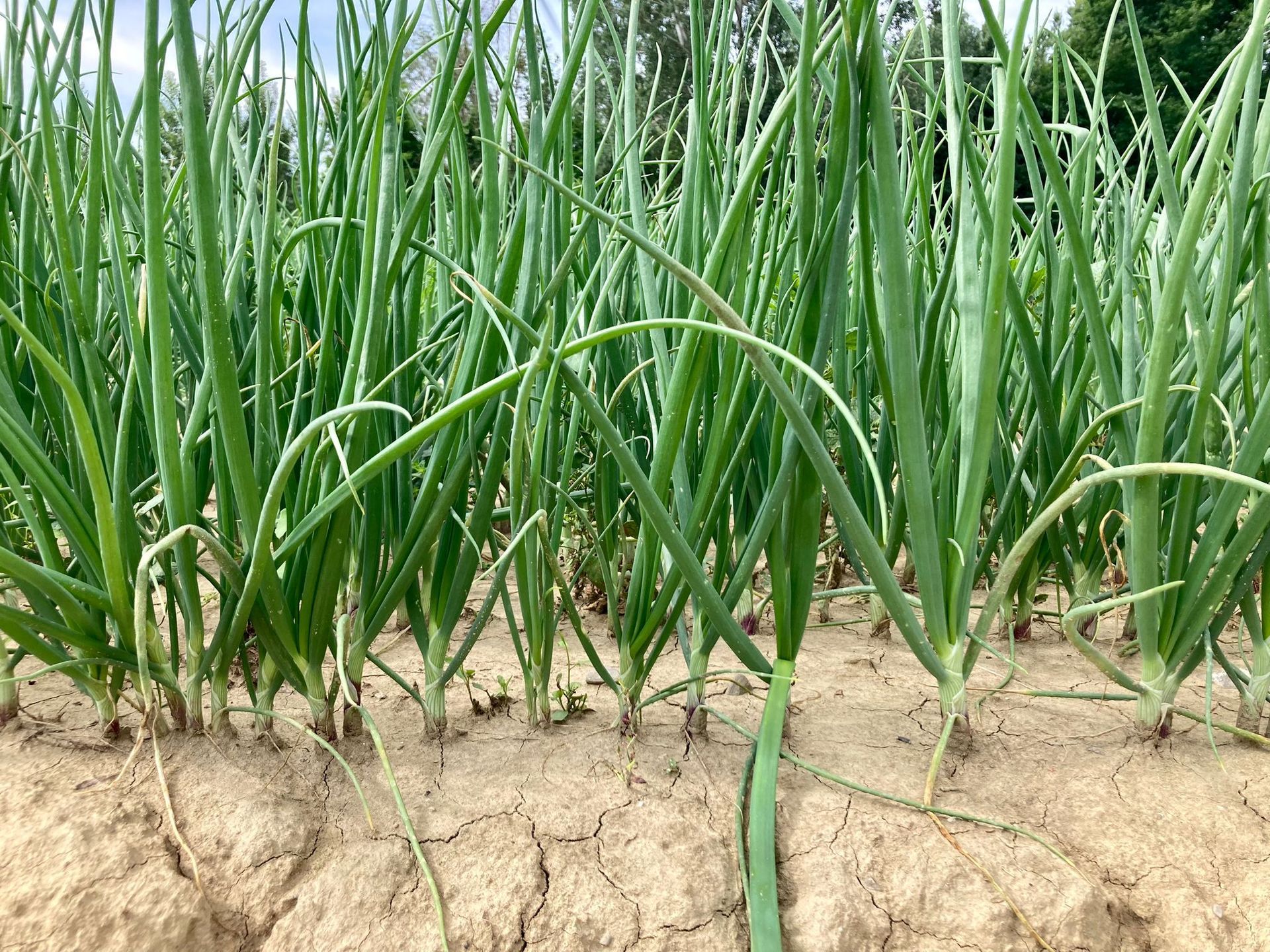Produttori di cipolle bianche