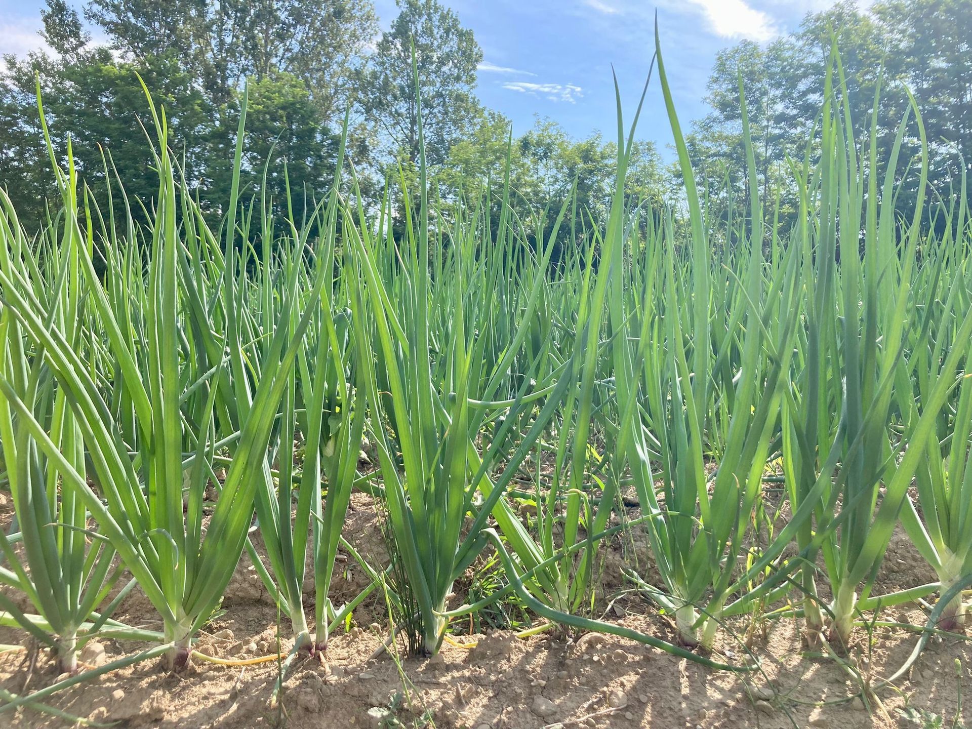 Produttori Cipolla Bianca