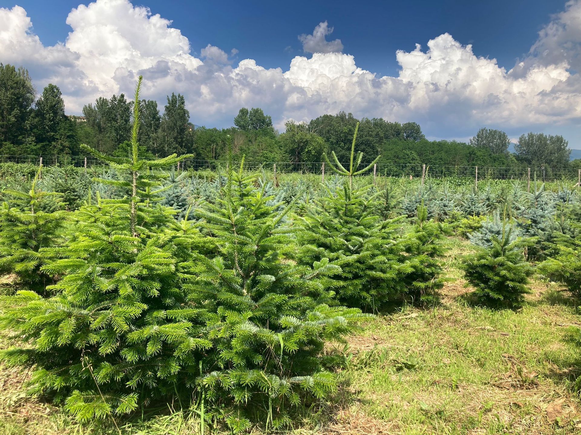 Coltivazione biologica