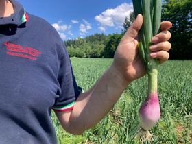 Olio extravergine d'oliva