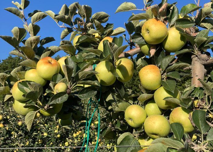 Coltivazione biologica