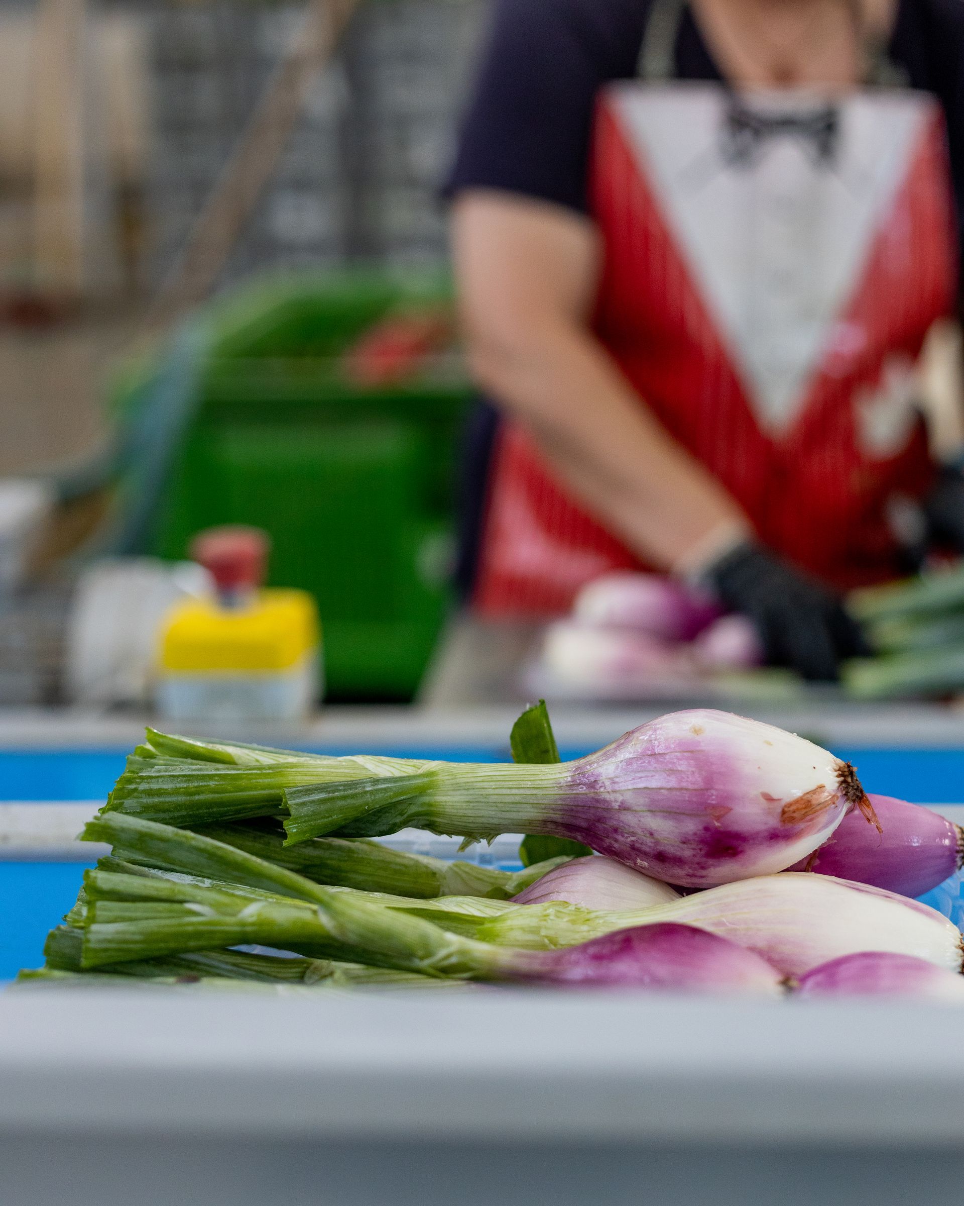Vendita e produzione cipolle rosse