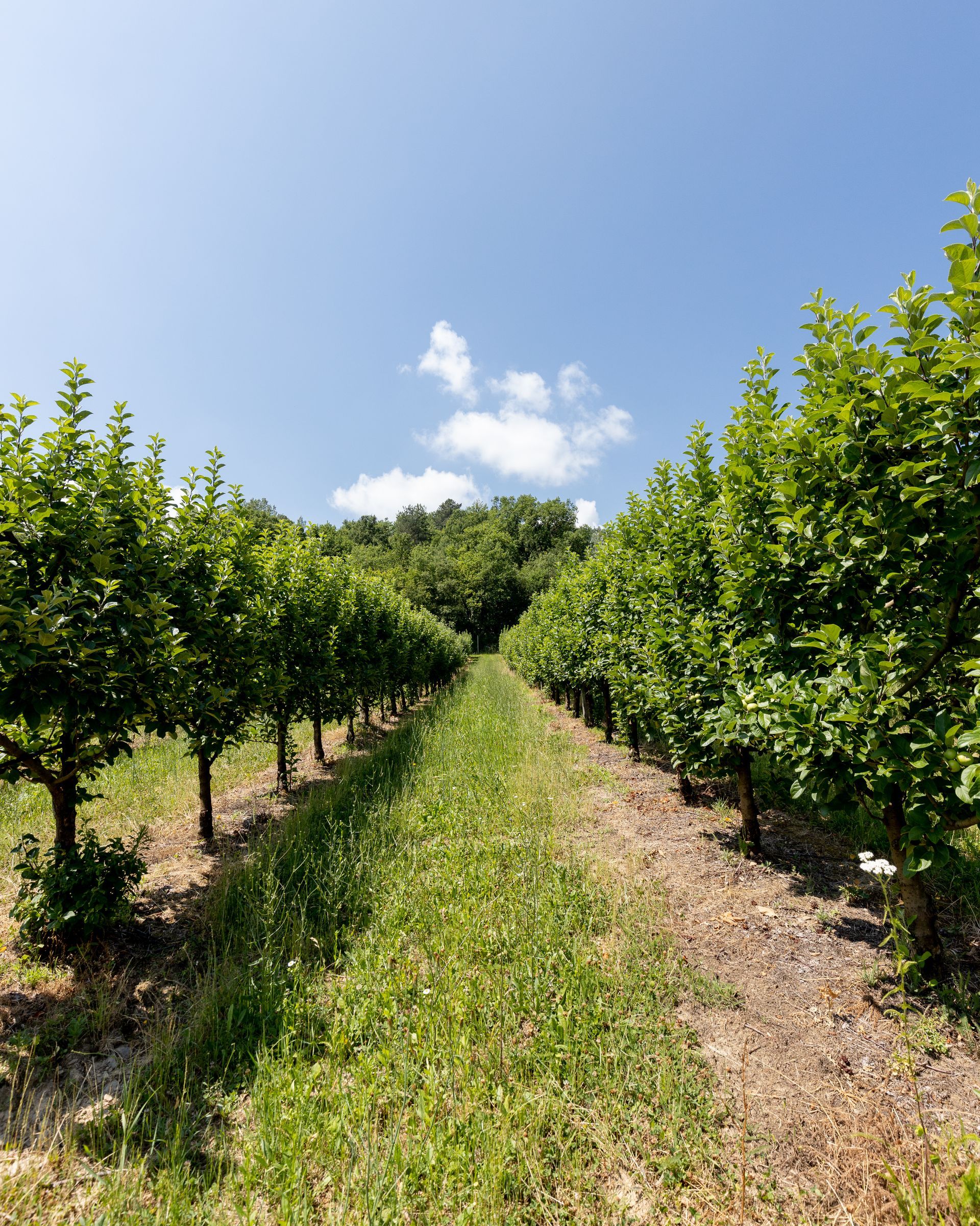 Produttori di mele in Italia