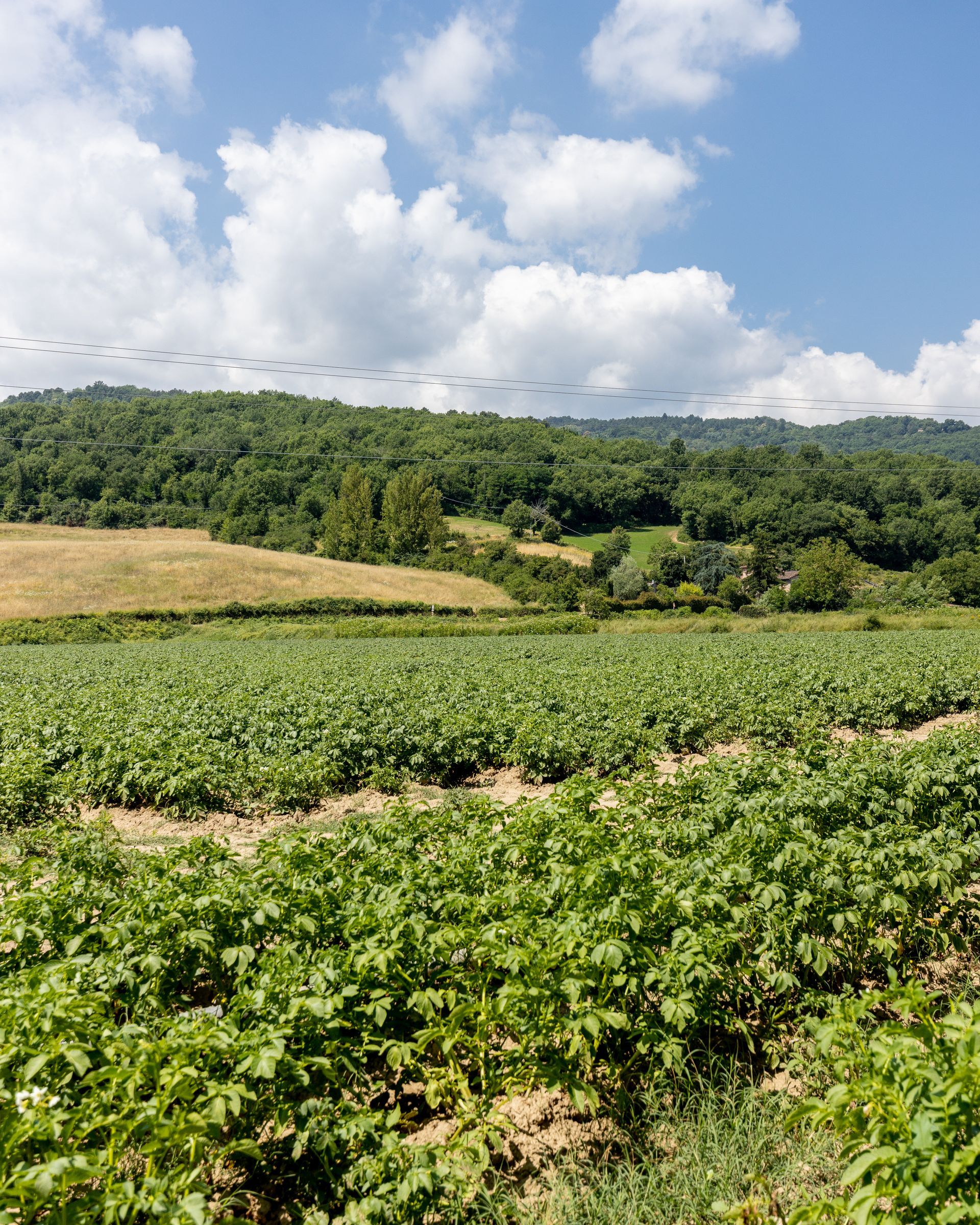 Coltivazione biologica