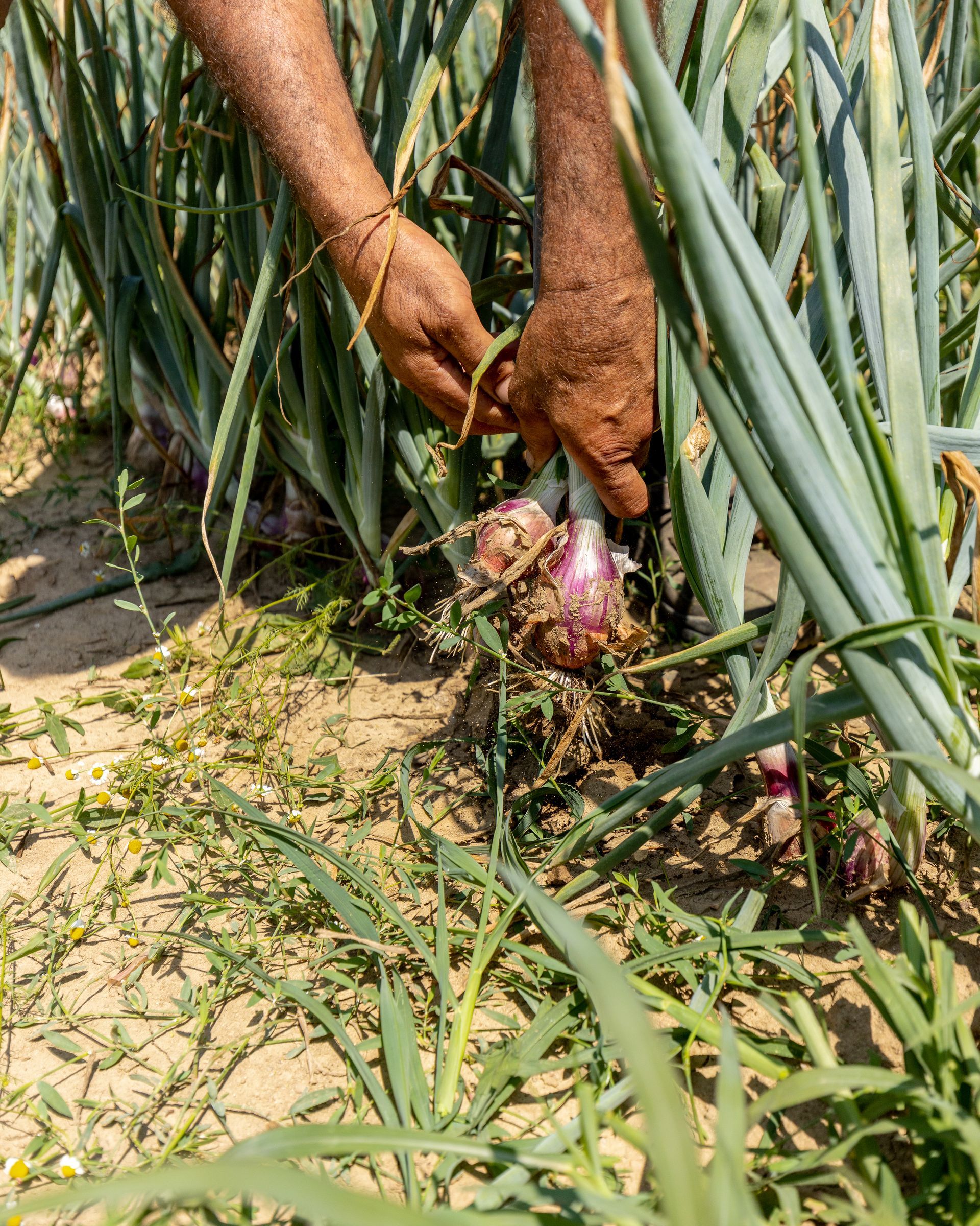 Produttori di cipolle bianche, rosse e dorate