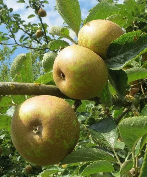 Coltivazione biologica