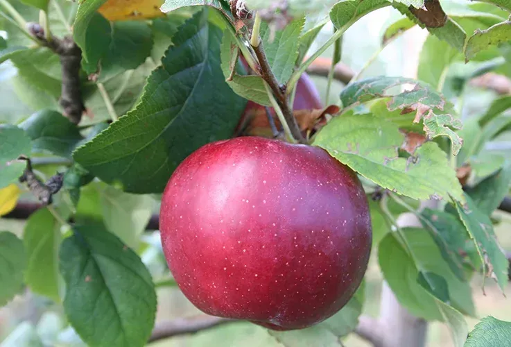 Coltivazione biologica