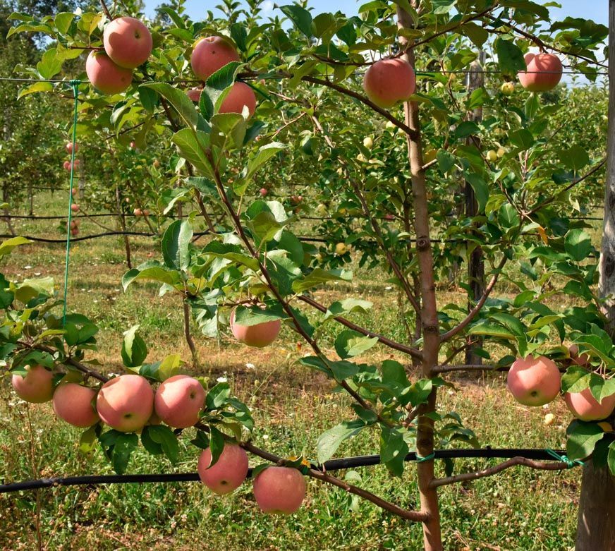 Coltivazione biologica