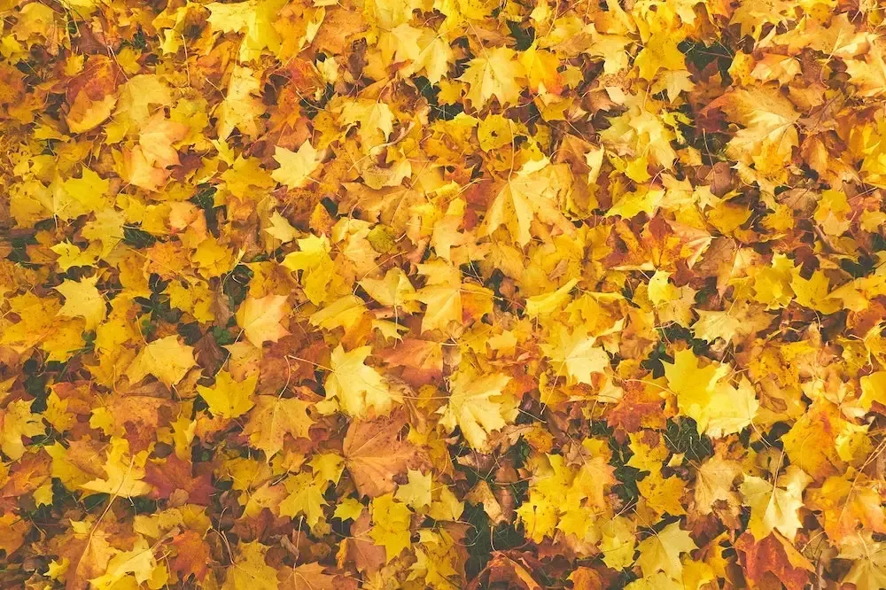 A pile of yellow leaves laying on the ground.