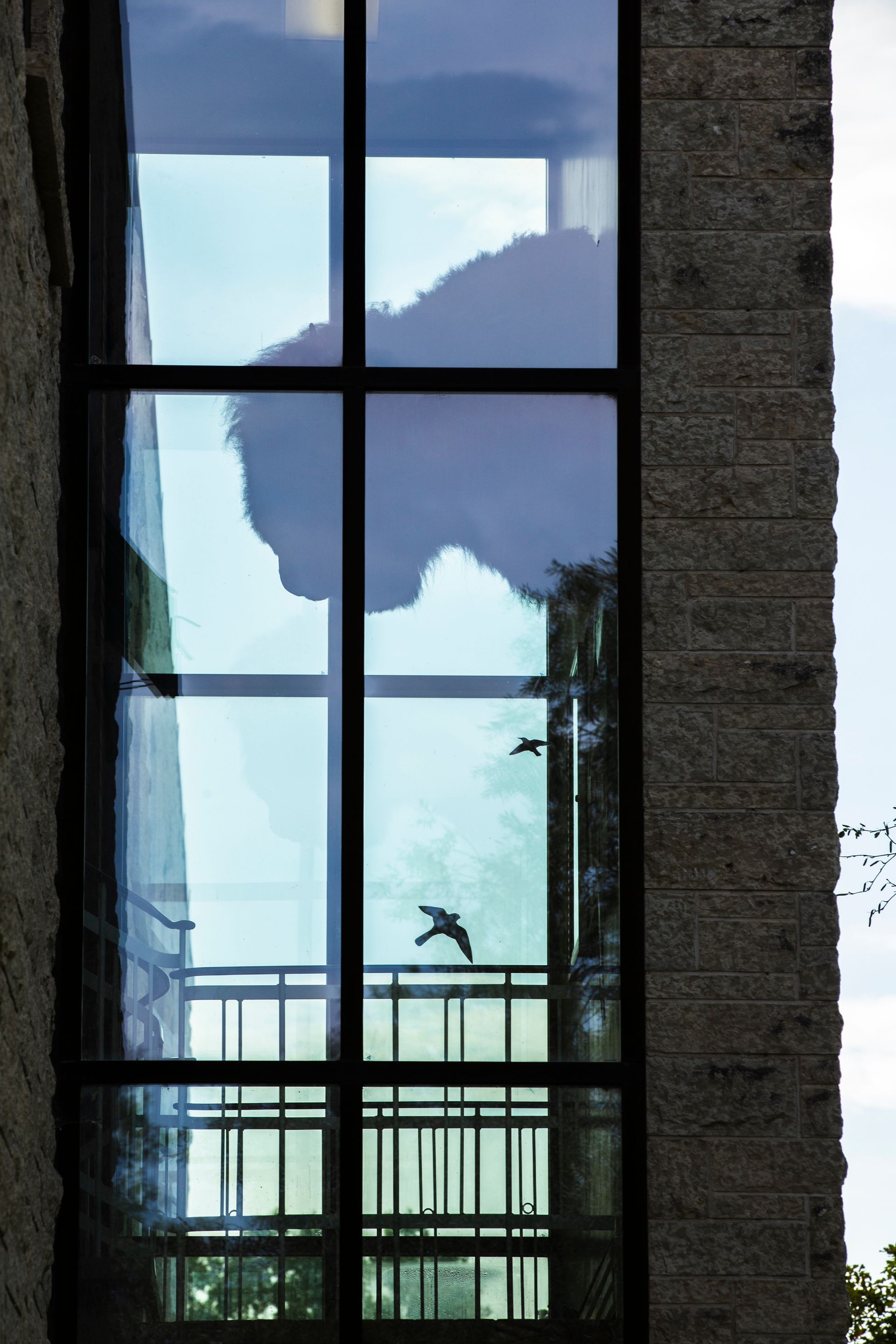 A window with a reflection of a horse in it