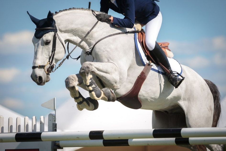 horse jumping over a hurdle