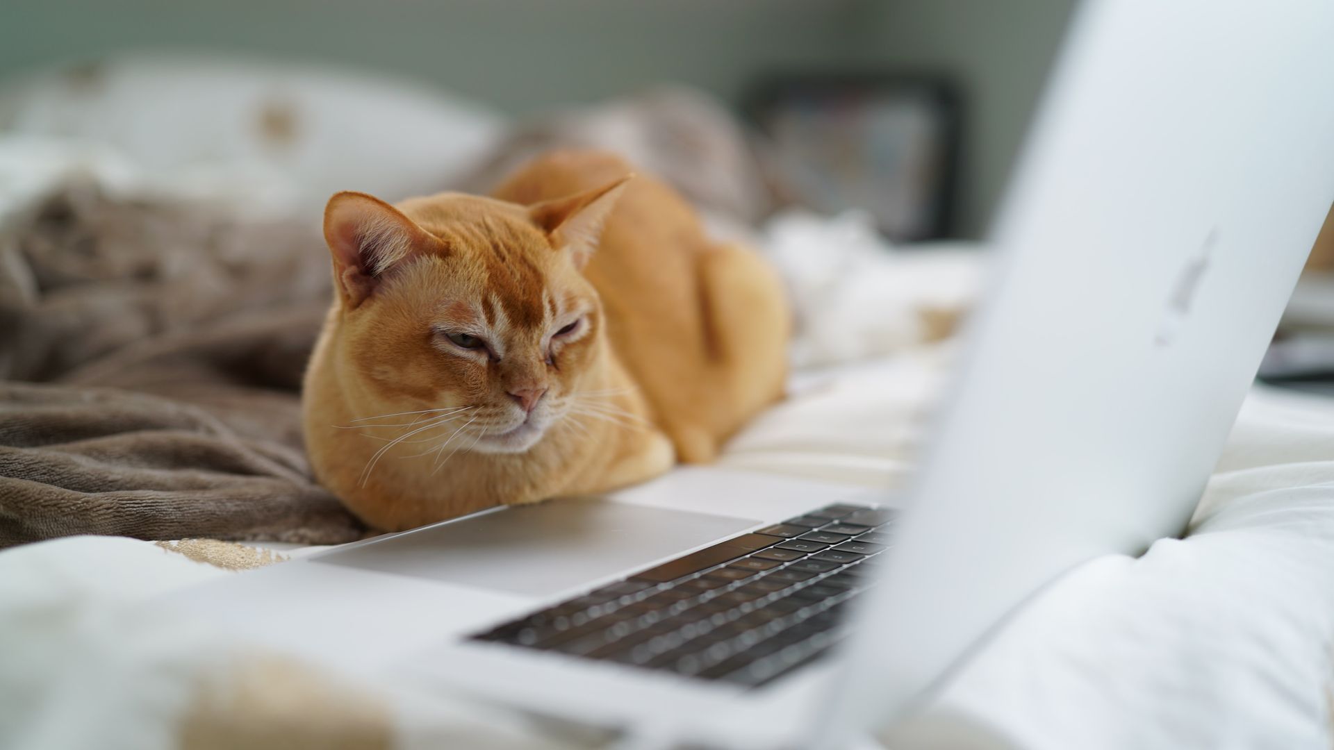 Orange cat resting near a laptop on a bed, eyes closed, soft lighting.