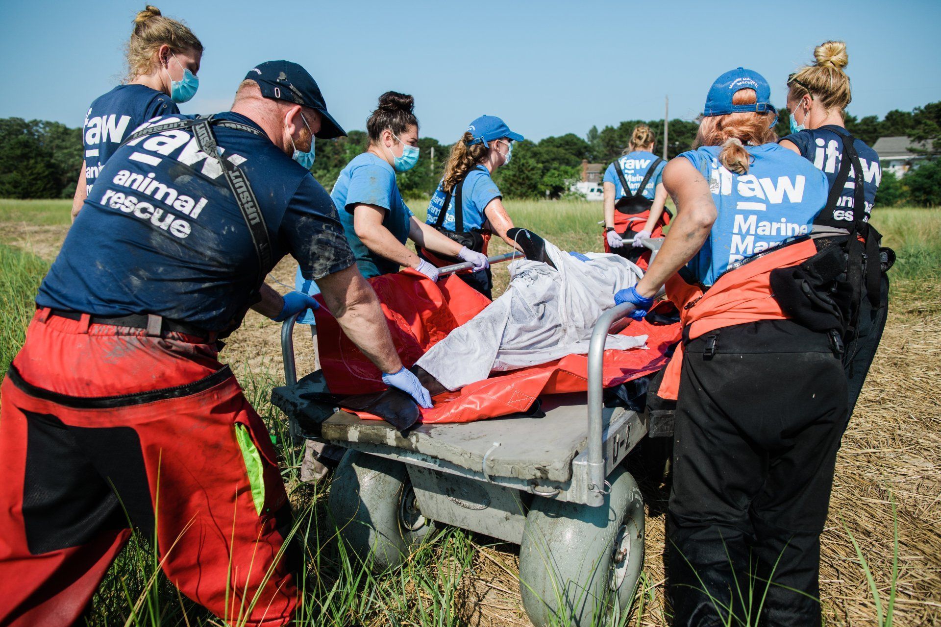 Rescue team members transport an animal on a stretcher through a field.