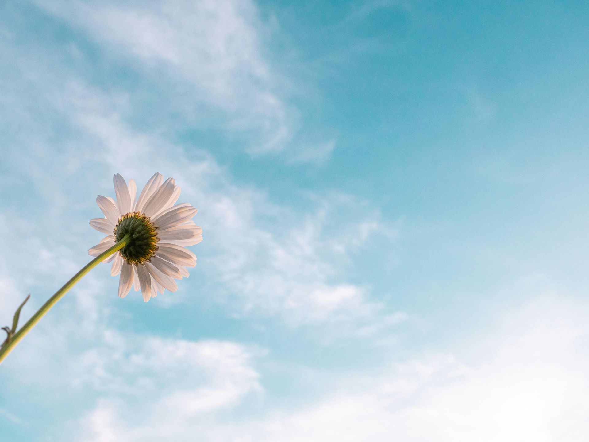 Daisy against a blue sky