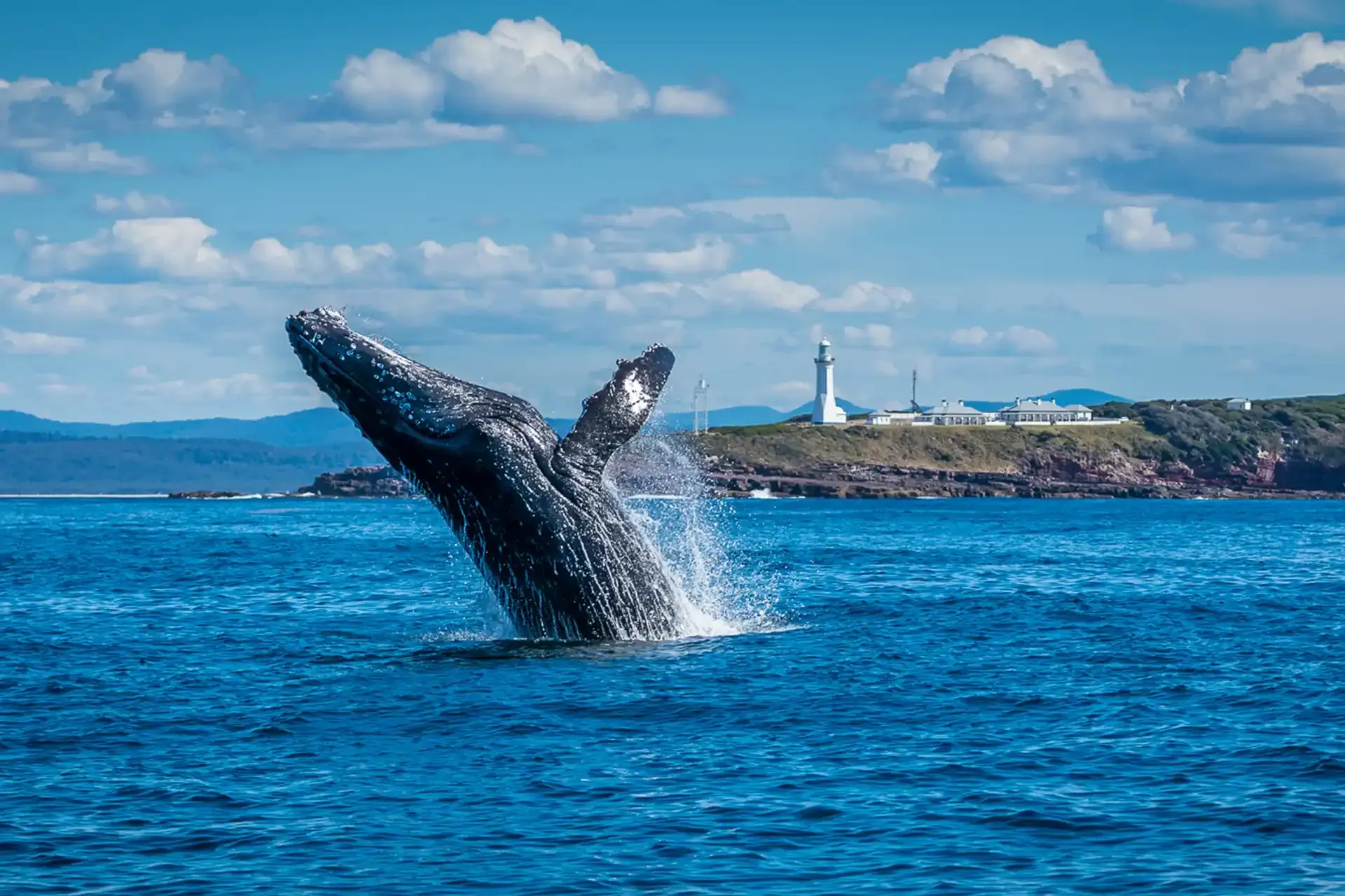Whales breaching on the Light to Light Walk, Sapphire Coast