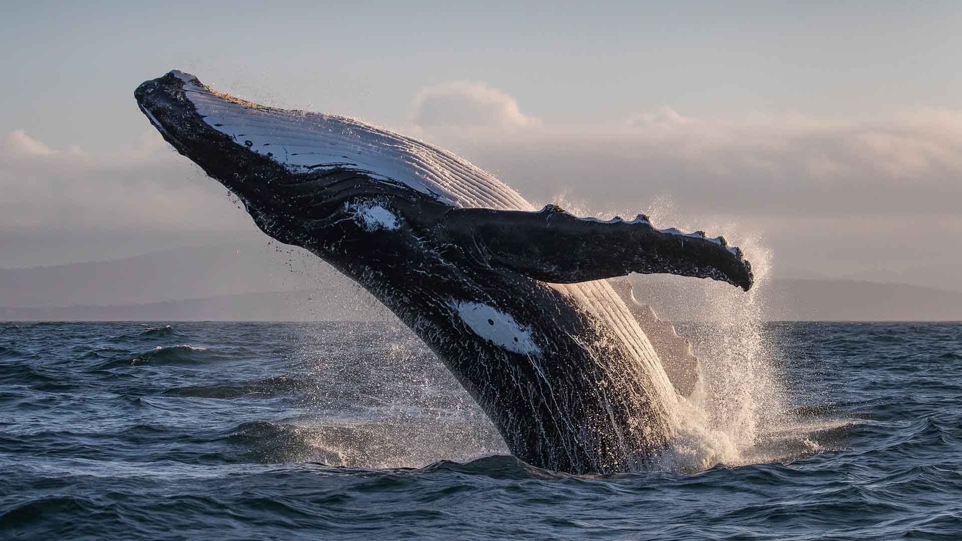 Winter whale watching, Sapphire Coast NSW
