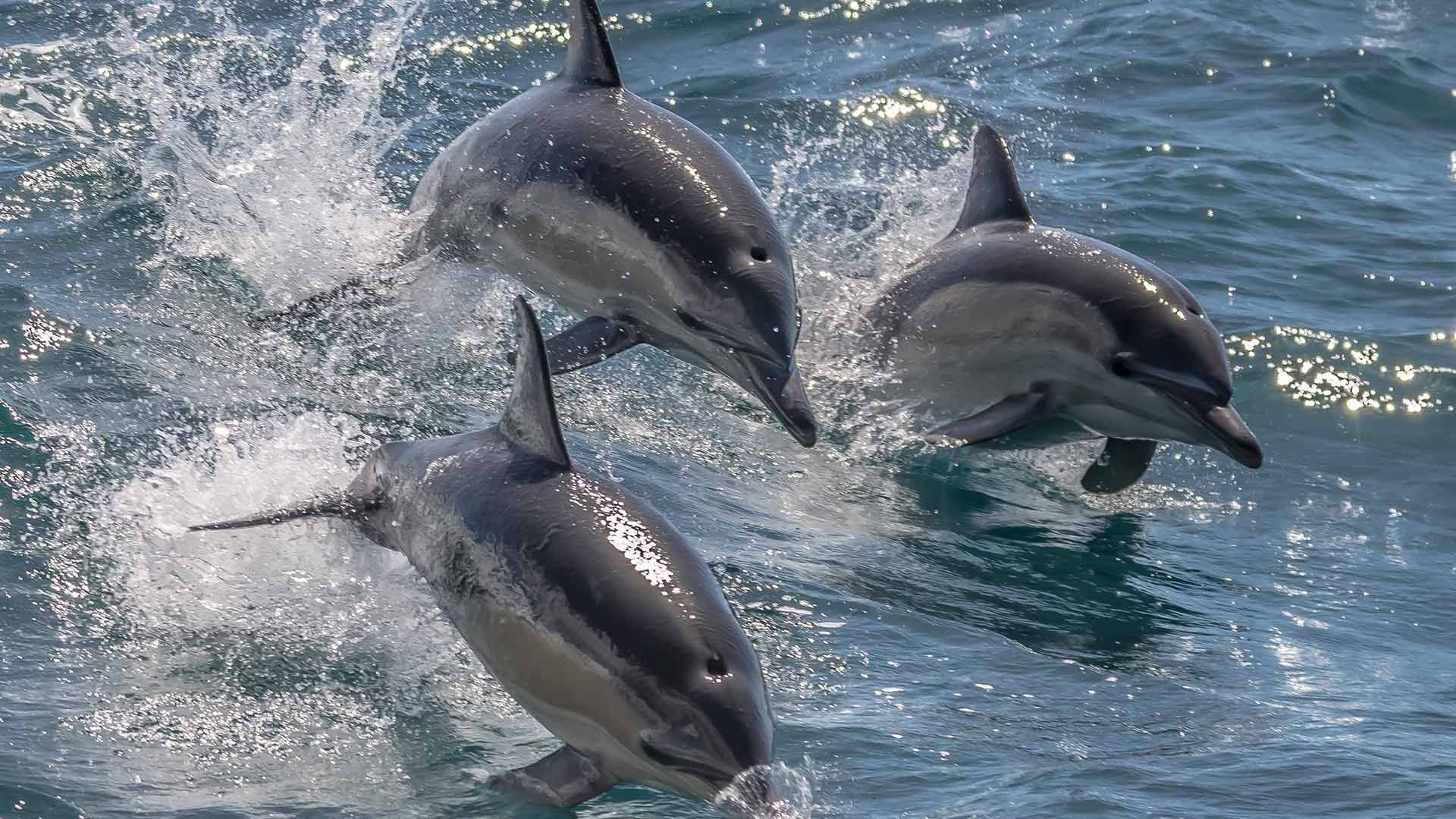 Marine cruise with Sapphire Coastal Adventures, Merimbula