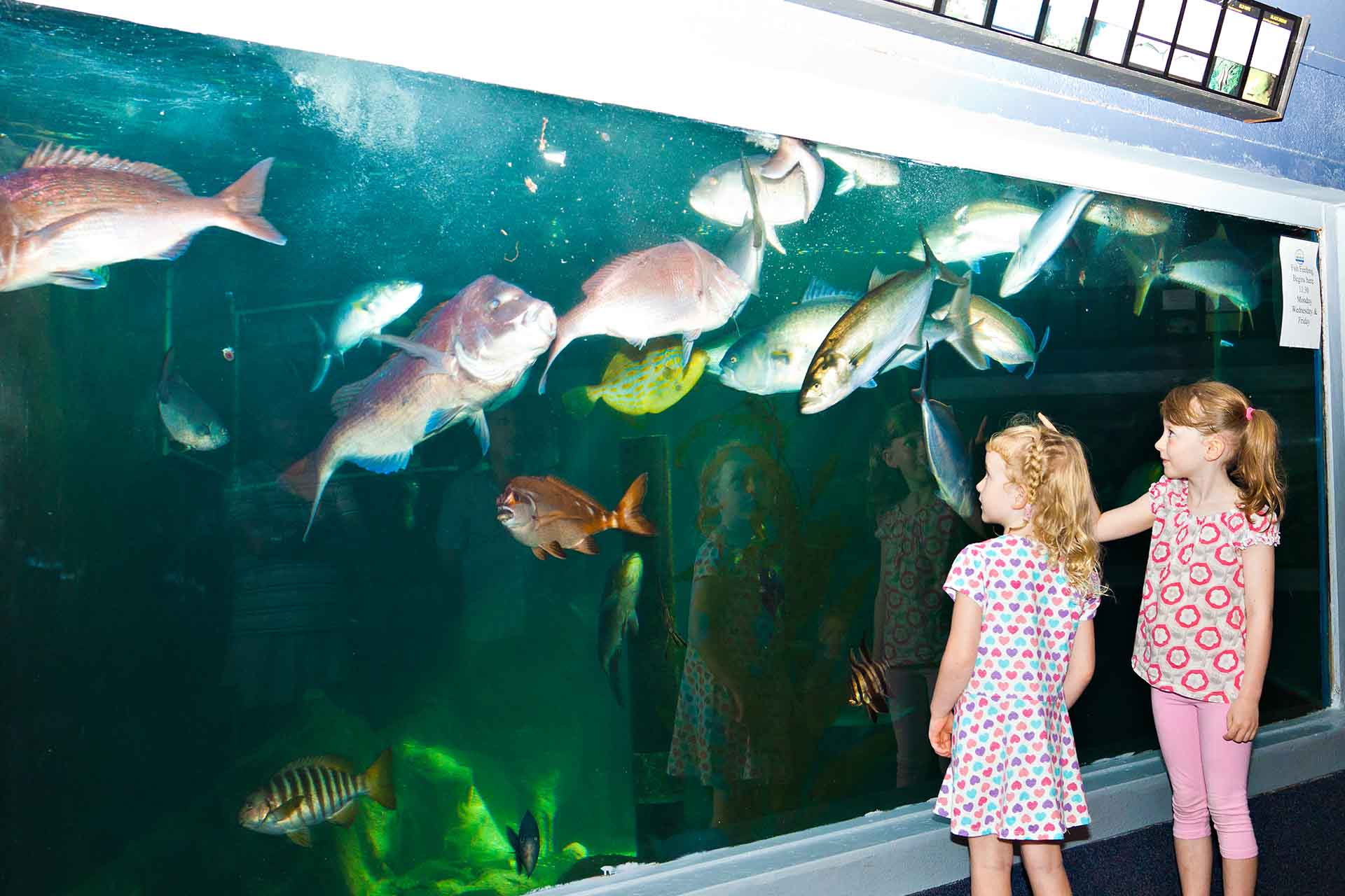 Merimbula Aquarium, Sapphire Coast NSW