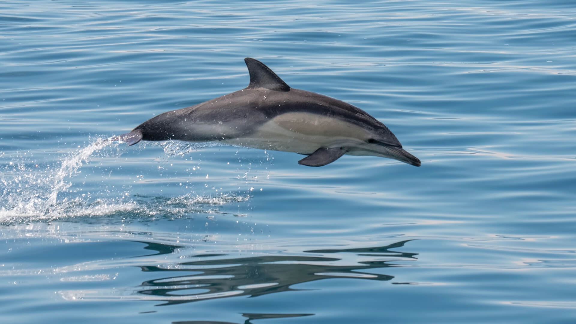 Wildlife Experiences on the Sapphire Coast