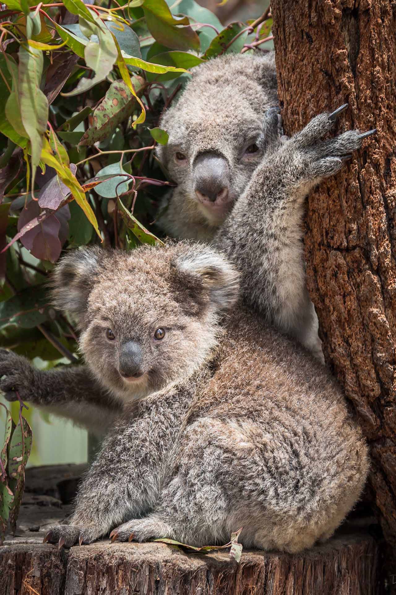 Potoroo Palace in Merimbula, NSW