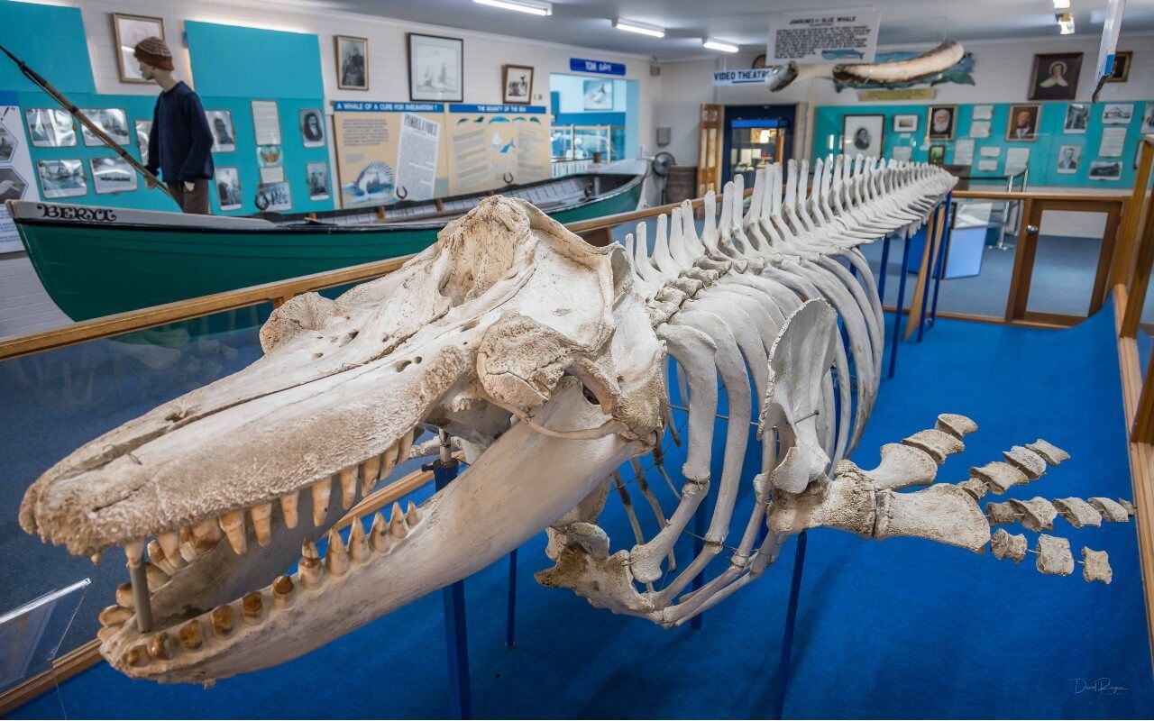 Killer Whale Museum, Eden NSW